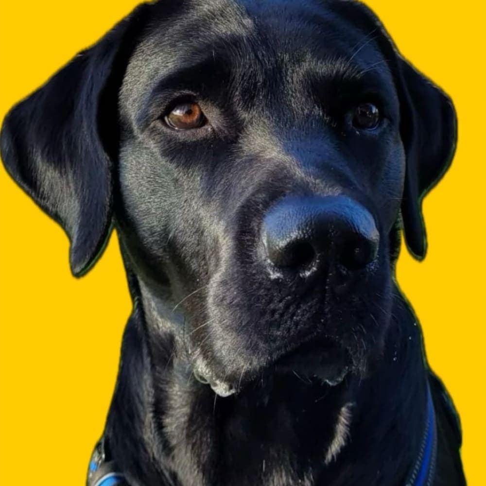 Lio